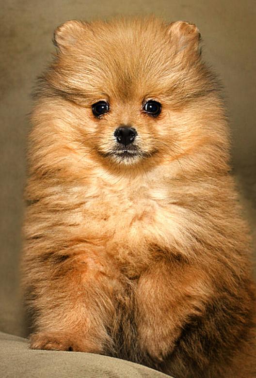 Free stock image of Pomeranian created by Tony Ryta