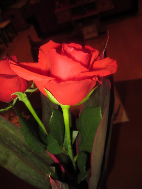 Free stock image of Rose created by Rene Kunert