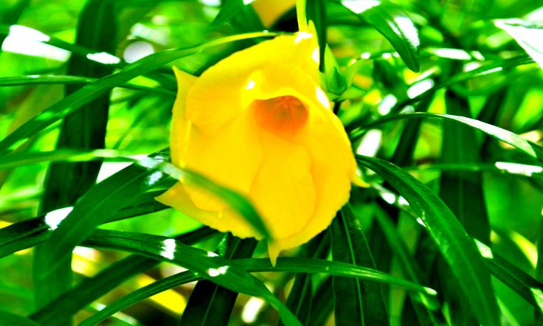 Free stock image of Yellow Flower created by Robert Priest