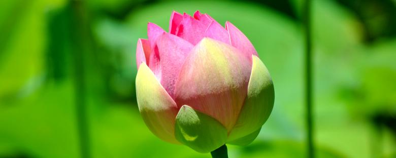Free stock image of Blower Bud created by Robert Priest
