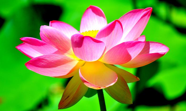 Free stock image of Pink flower created by Robert Priest