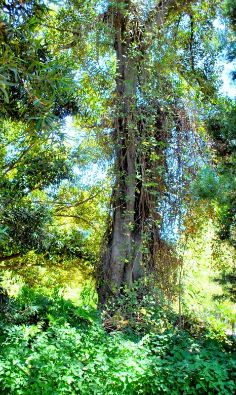 Free stock image of Green Plants created by Robert Priest