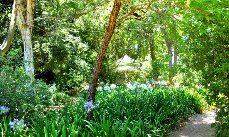 Free stock image of Green Plants created by Robert Priest
