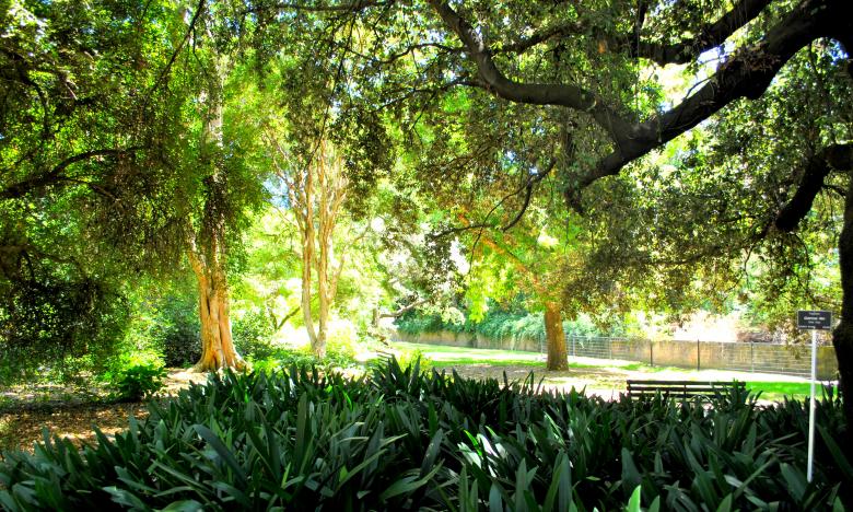 Free stock image of Green Plants created by Robert Priest