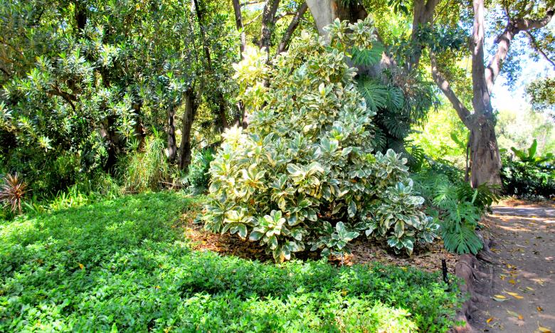 Free stock image of Green Plants created by Robert Priest