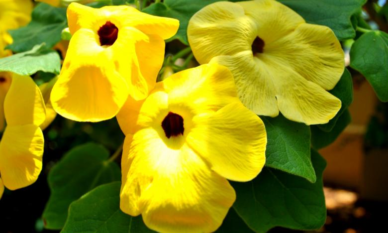 Free stock image of Fresh Flowers created by Robert Priest