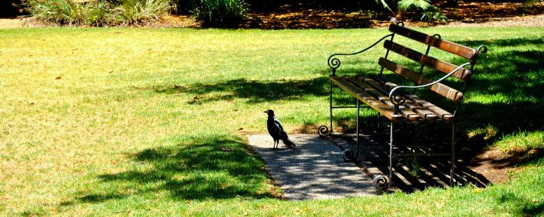 Free stock image of Bird and the Bench created by Robert Priest