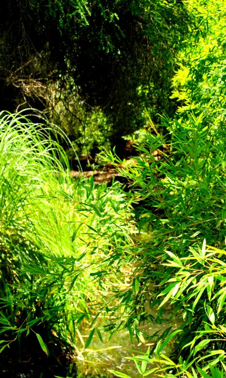 Free stock image of Green Garden created by Robert Priest