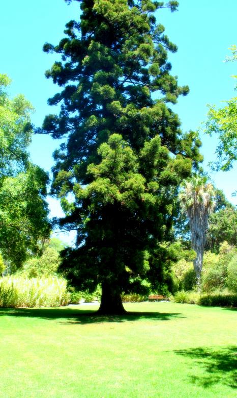 Free stock image of Green Garden created by Robert Priest