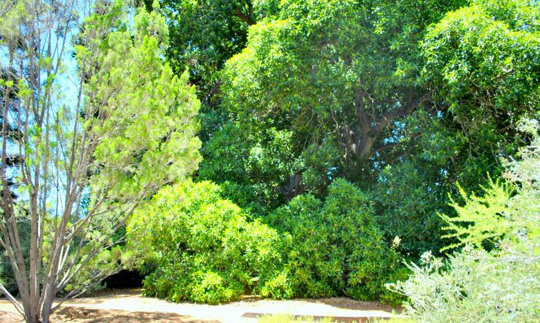 Free stock image of Green Garden created by Robert Priest