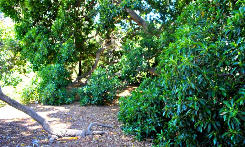 Free stock image of Green Garden created by Robert Priest