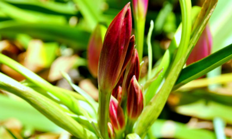 Free stock image of Green Plants created by Robert Priest