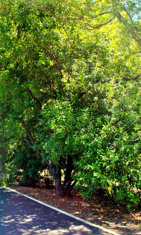 Free stock image of Green Garden created by Robert Priest