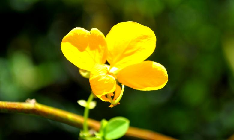 Free stock image of Yellow Flower created by Robert Priest