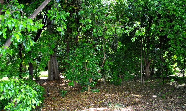 Free stock image of Green Garden created by Robert Priest