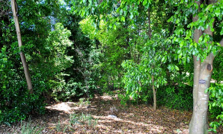 Free stock image of Green Garden created by Robert Priest