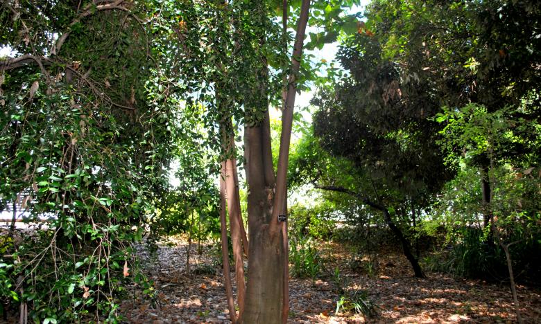 Free stock image of Green Garden created by Robert Priest
