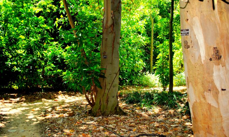 Free stock image of Green Garden created by Robert Priest