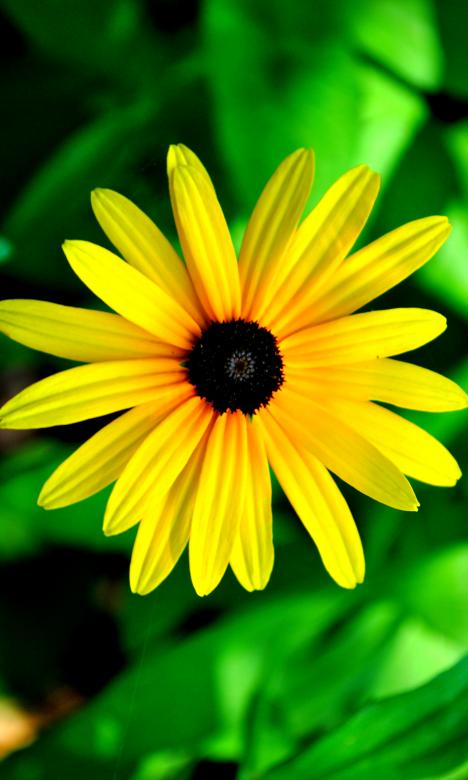 Free stock image of Yellow Flower created by Robert Priest