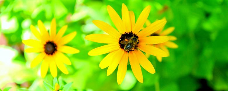 Free stock image of Yellow Flowers created by Robert Priest