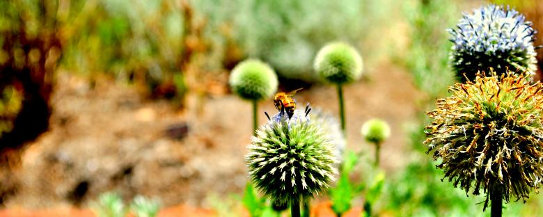 Free stock image of Bee and the flower created by Robert Priest