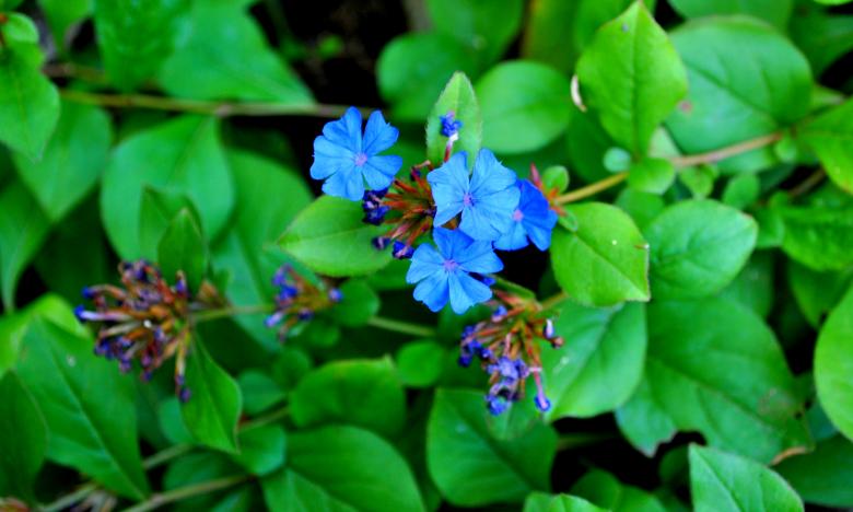 Free stock image of Green Garden created by Robert Priest