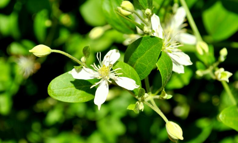 Free stock image of Green Garden created by Robert Priest