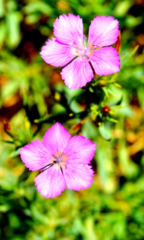 Free stock image of Pink Flowers created by Robert Priest