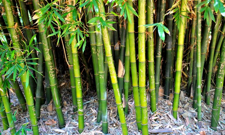 Free stock image of Green Plants created by Robert Priest