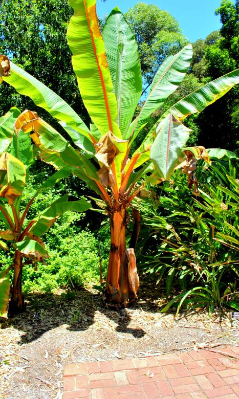 Free stock image of Green Plants created by Robert Priest