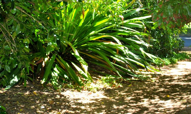 Free stock image of Green Plants created by Robert Priest