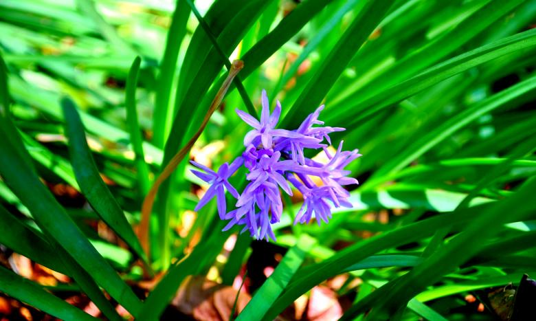 Free stock image of Green Plants created by Robert Priest