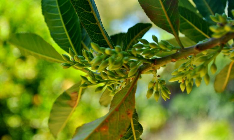 Free stock image of Green Plants created by Robert Priest