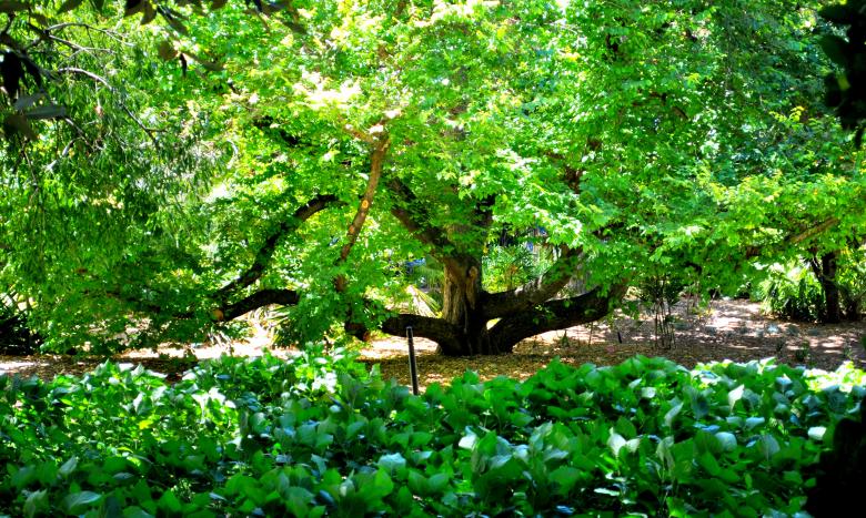 Free stock image of Green Plants created by Robert Priest