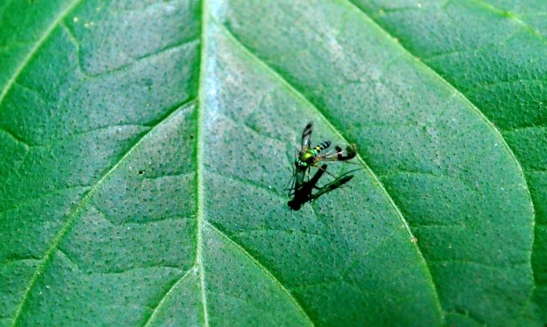 Free stock image of Fly on leaf created by Robert Priest
