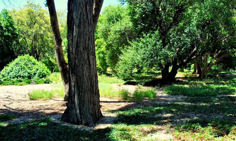Free stock image of Green Garden created by Robert Priest