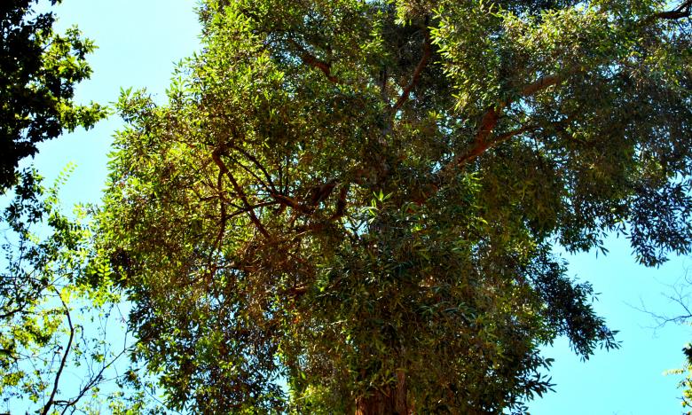 Free stock image of Green Garden created by Robert Priest