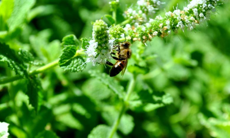 Free stock image of Green Garden created by Robert Priest