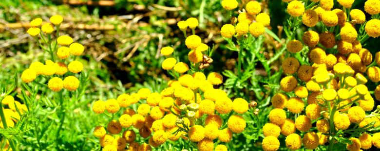 Free stock image of Yellow Flowers created by Robert Priest
