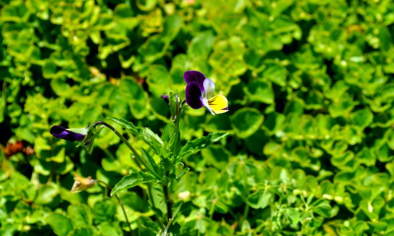Free stock image of Green Garden created by Robert Priest