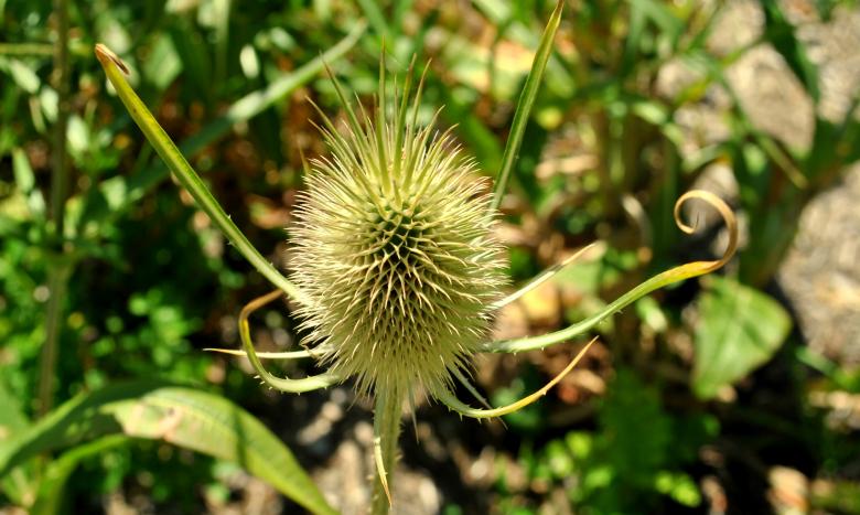 Free stock image of Green Garden created by Robert Priest