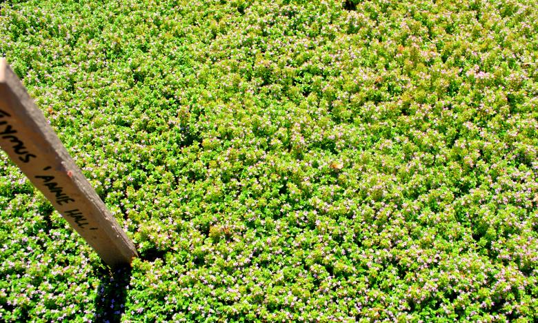 Free stock image of Green Garden created by Robert Priest