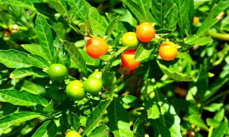 Free stock image of Green Garden created by Robert Priest
