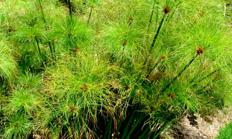 Free stock image of Green Garden created by Robert Priest