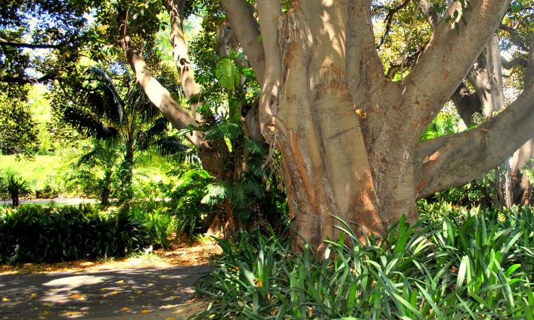 Free stock image of Green Garden created by Robert Priest
