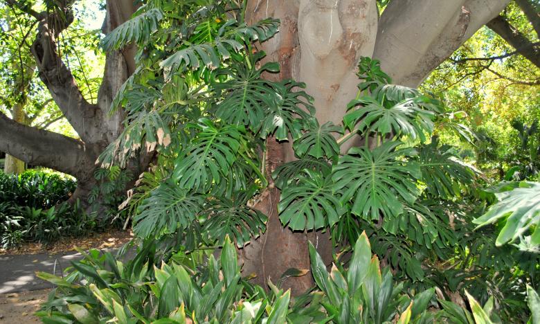 Free stock image of Green Garden created by Robert Priest