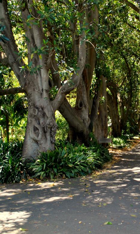 Free stock image of Green Garden created by Robert Priest