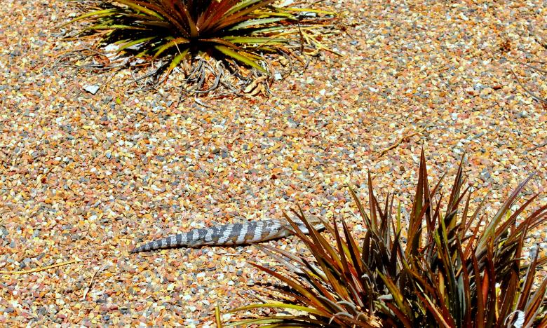 Free stock image of Wild Reptile created by Robert Priest