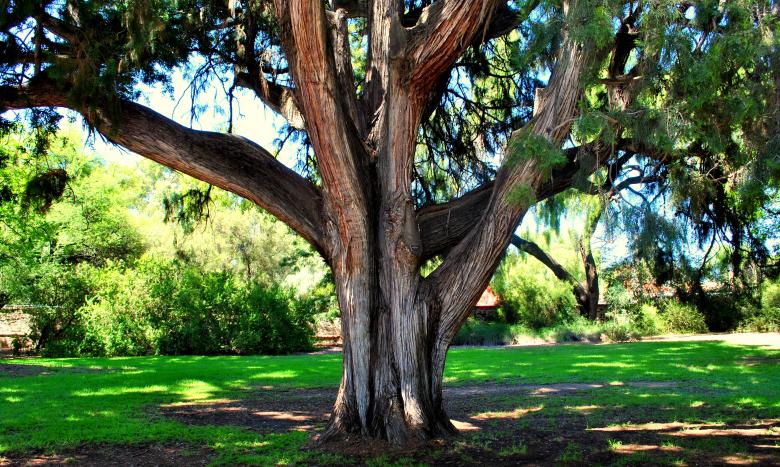 Free stock image of Green Garden created by Robert Priest