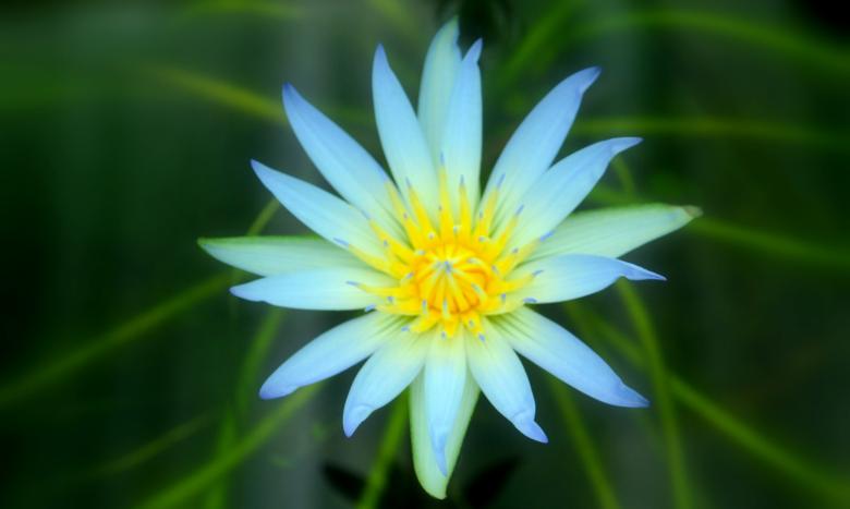 Free stock image of Garden Flowers created by Robert Priest